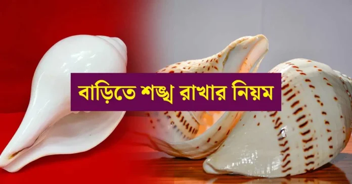 South-facing Conch Shell for Wealth